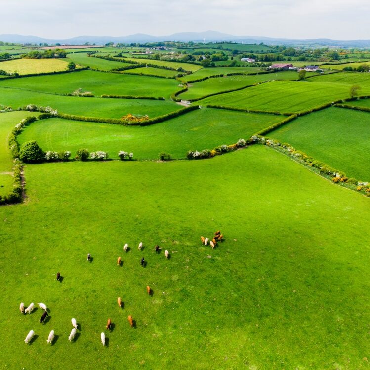 Aerial,View,Of,Endless,Lush,Pastures,And,Farmlands,Of,Ireland.